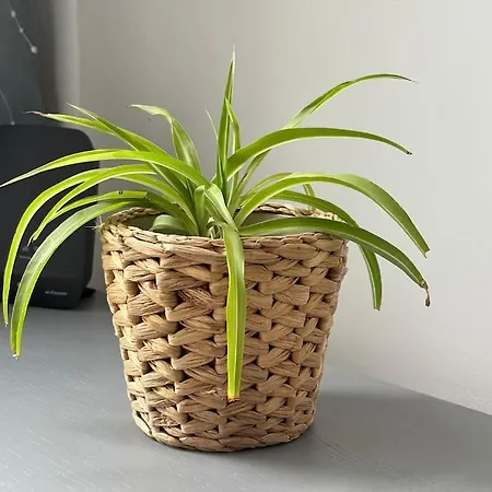 Studio Cosy Намюр