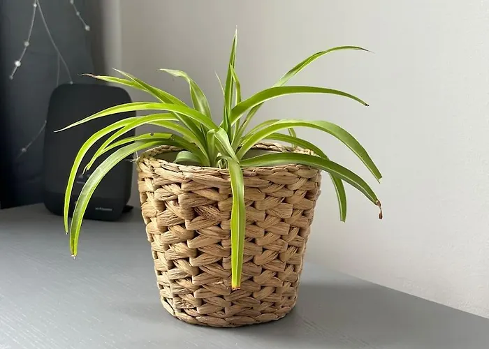 Studio Cosy Намюр